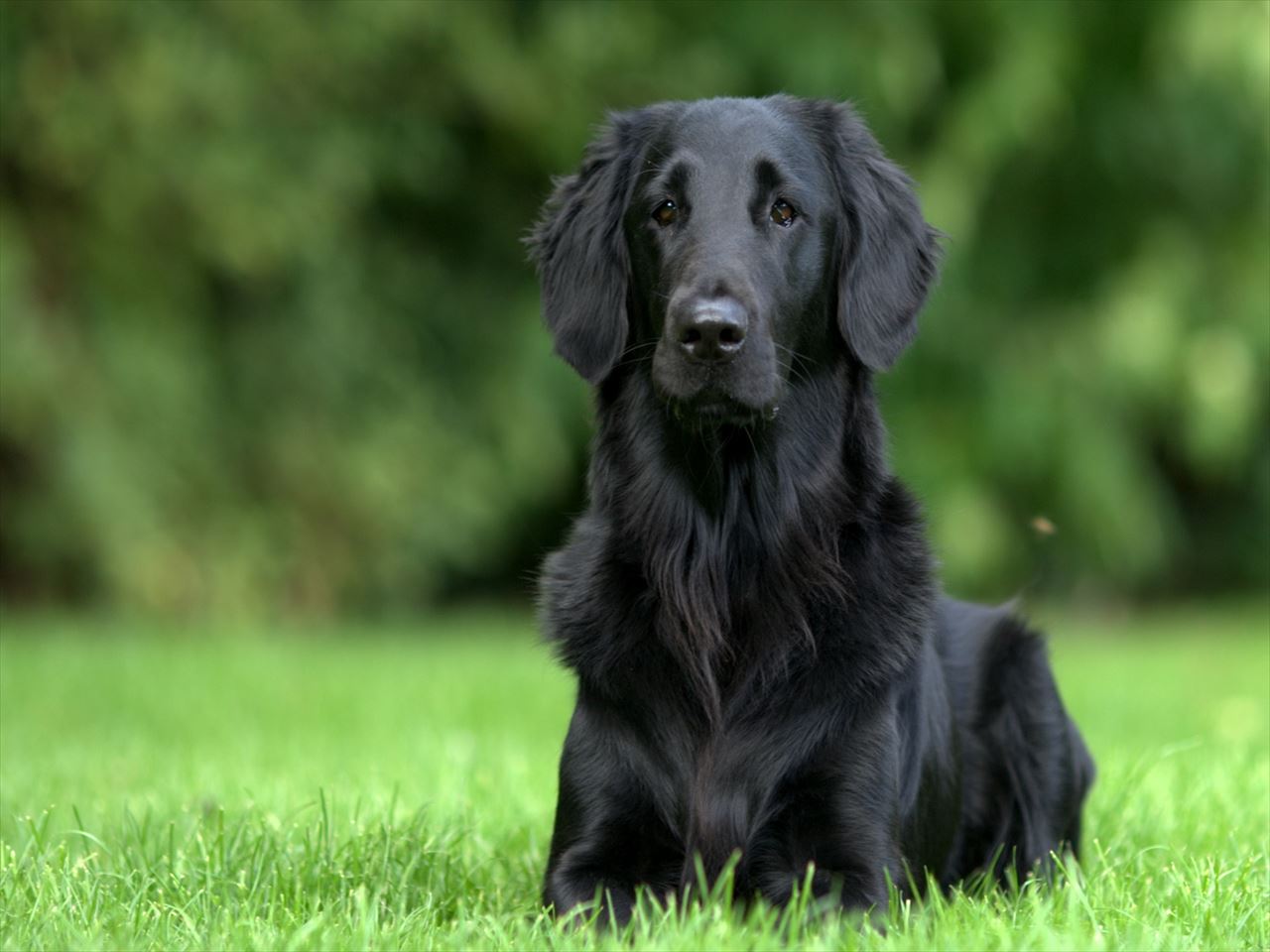 黒い犬